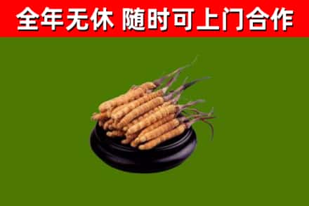 淮阴区烟酒回收冬虫夏草.jpg